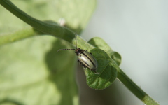 Disonychodes exclamationis