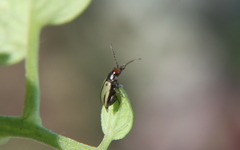 Disonychodes exclamationis