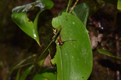 Pleurothallis cordata