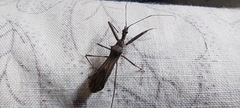 Nagusta