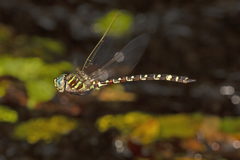 Austroaeschna pinheyi