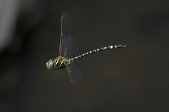 Austroaeschna pinheyi