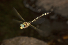 Austroaeschna pinheyi