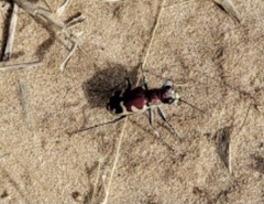 Cicindela