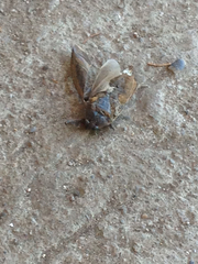 Lethocerus americanus