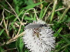 Epicauta fulvicornis