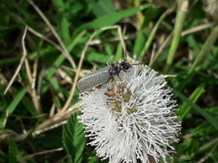 Epicauta fulvicornis