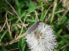 Epicauta fulvicornis
