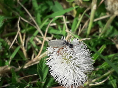 Epicauta fulvicornis