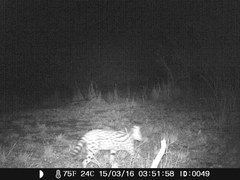 Leptailurus serval constantina