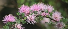 Mimosa monancistra