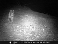 Leptailurus serval constantina