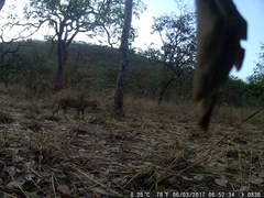 Leptailurus serval constantina