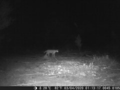 Leptailurus serval constantina