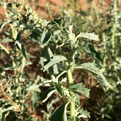 Atriplex suberecta