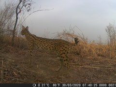 Leptailurus serval constantina