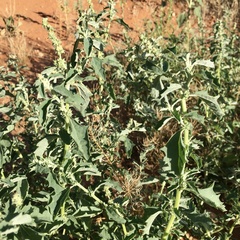 Atriplex suberecta
