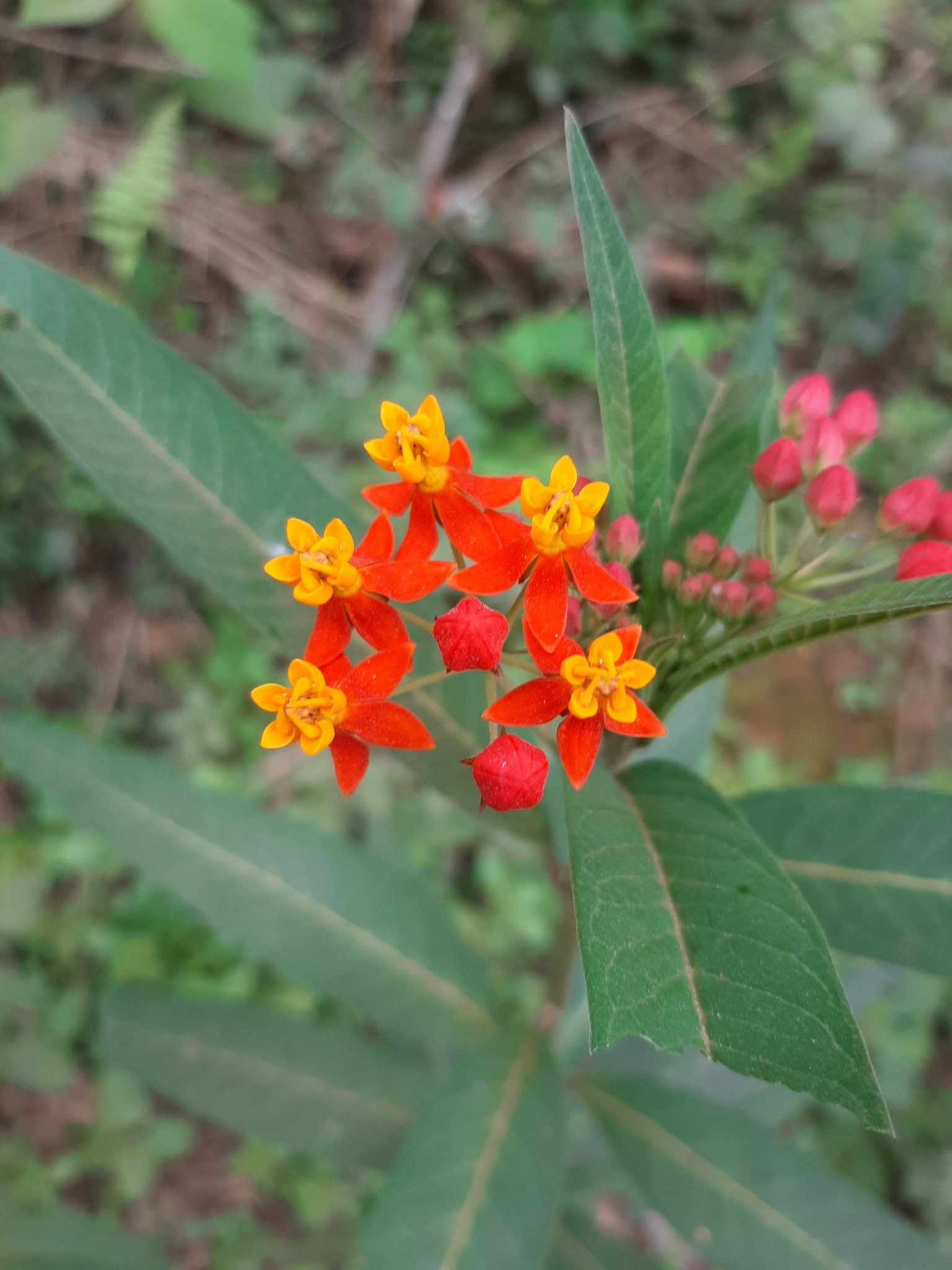 Asclepias curassavica