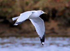 Larus delawarensis