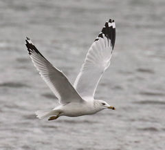 Larus delawarensis
