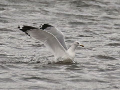 Larus delawarensis