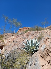 Agave colorata