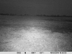 Leptailurus serval constantina