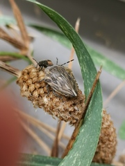 Odontotarsus