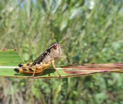 Boopedon flaviventris