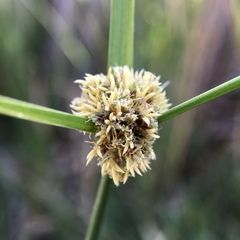 Cyperus gymnocaulos