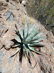 Agave colorata