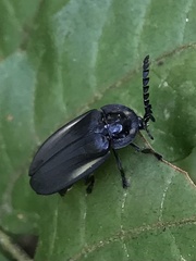 Coleoptera