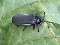 Coleoptera