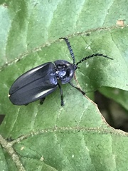 Coleoptera