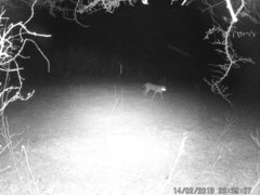 Leptailurus serval constantina