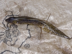 Protopterus annectens