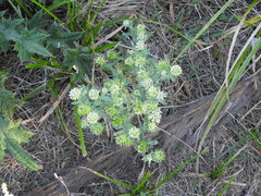 Acicarpha tribuloides