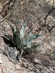 Agave colorata