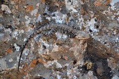 Turkestan Rock Agama photo 2