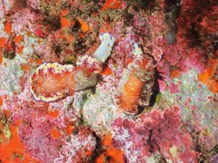Goniobranchus collingwoodi