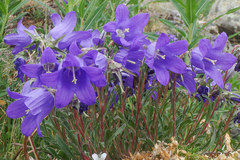 Campanula saxifraga