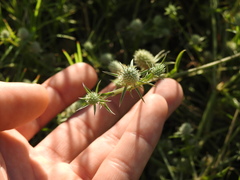 Eryngium nudicaule
