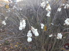 Symphoricarpos albus