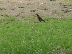 Colaptes melanochloros