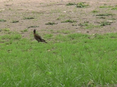 Colaptes melanochloros