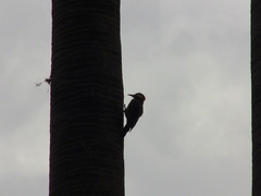 Colaptes melanochloros