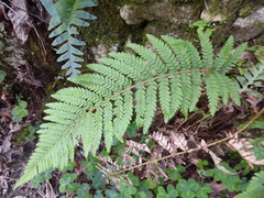 Polystichum dudleyi