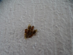 Camponotus conspicuus