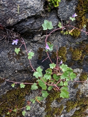 Cymbalaria muralis