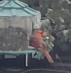 Cardinalis cardinalis